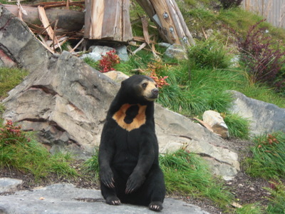 sunbear